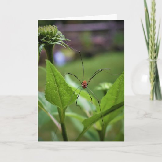 Spinne, Karte (Vorderseite)