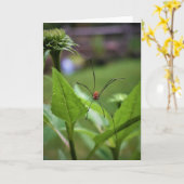 Spinne, Karte (Gelbe Blume)