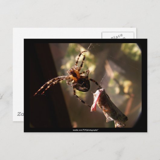 Spinne mit Grasshopper - Postkarte (Vorne/Hinten)