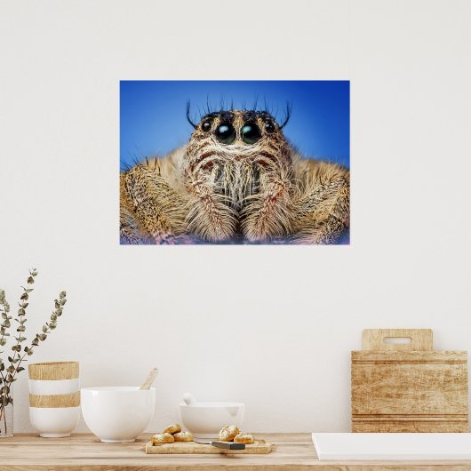 Spinne Poster (Küche)