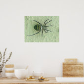 Spinne Poster (Küche)