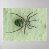 Spinne Poster (Vorne)
