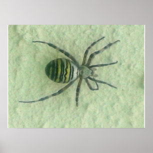 Spinne Poster