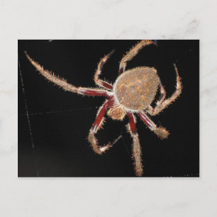 Spinne Postkarte