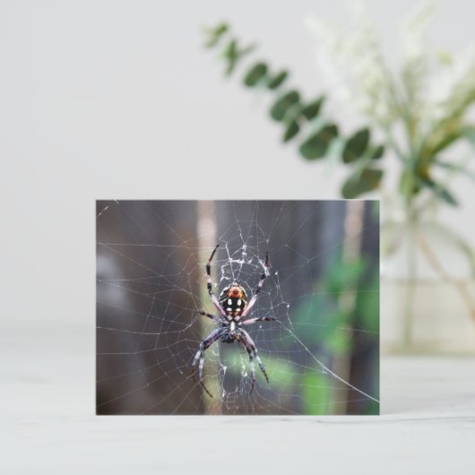 Spinne Postkarte (Stehend Vorderseite)