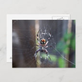 Spinne Postkarte (Vorne/Hinten)