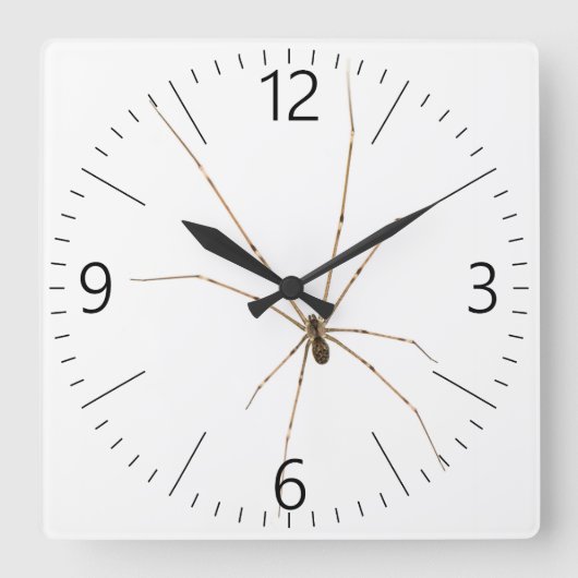 Spinne Quadratische Wanduhr (Vorderseite)