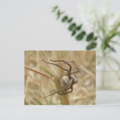 Spinne und Eierkoffer Postkarte (Stehend Vorderseite)