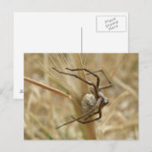Spinne und Eierkoffer Postkarte (Vorne/Hinten)