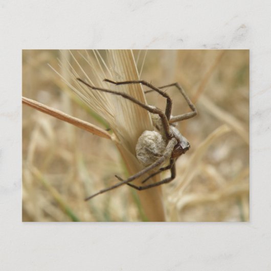 Spinne und Eierkoffer Postkarte (Vorderseite)