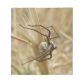 Spinne und Eierstich Notizblock (Vorderseite)