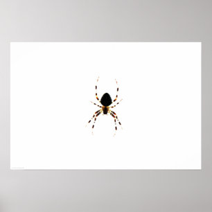 Spinne wapcn poster
