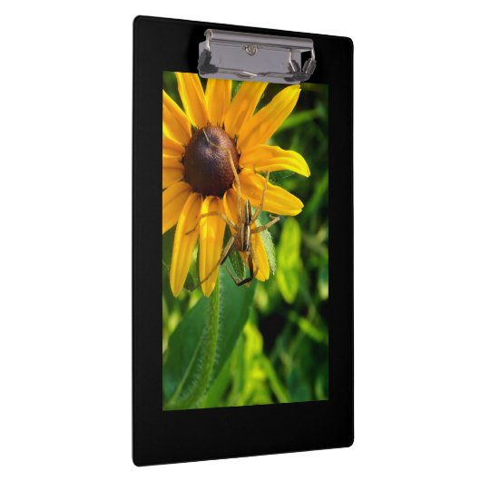 Spinnen auf einer Sonnenblume-Zwischenablage Klemmbrett (Rechts)