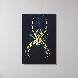 Spinnen des europäischen Gartens 16x24 (40x60cm) W Leinwanddruck