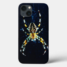 Spinnen des europäischen Gartens iphcnm