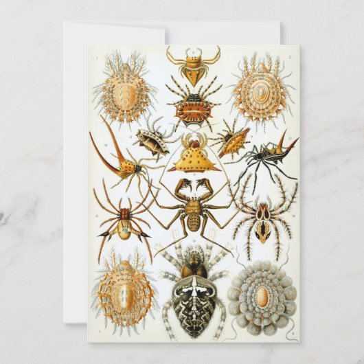 Spinnen Einladung (Vorderseite)