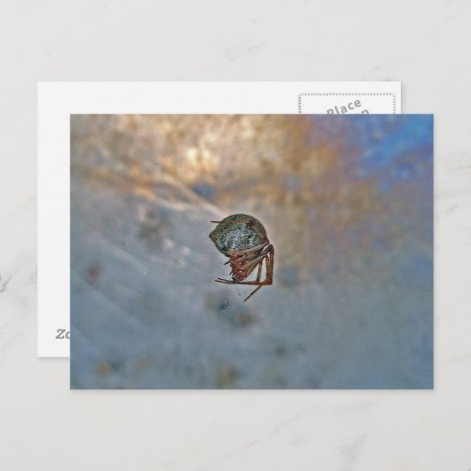 Spinnen im Web Postkarte (Vorne/Hinten)