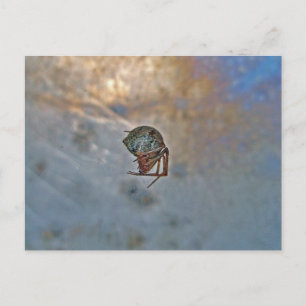 Spinnen im Web Postkarte