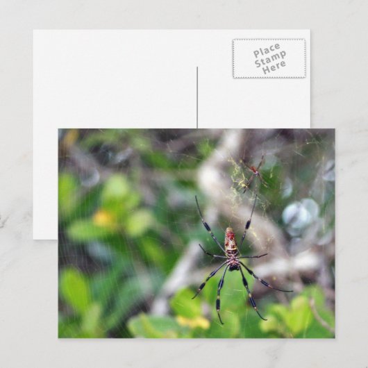 Spinnen in Web Postcard Postkarte (Vorne/Hinten)