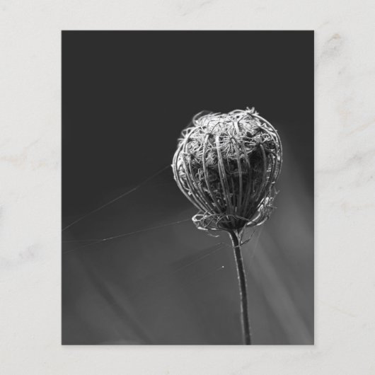 Spinnen mit Wildblume | Matching Spider Lovers Flyer (Vorne)