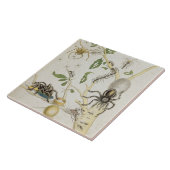 Spinnen: Mygole, überziehen 18 von 'über de Fliese (Seite)