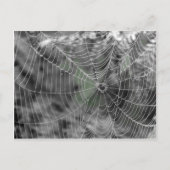 SPINNEN-NETZ POSTKARTE (Vorderseite)
