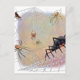 Spinnen Postkarte
