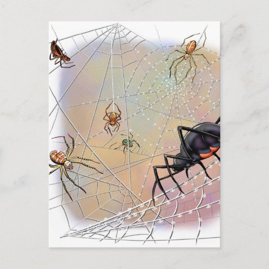 Spinnen Postkarte (Vorderseite)