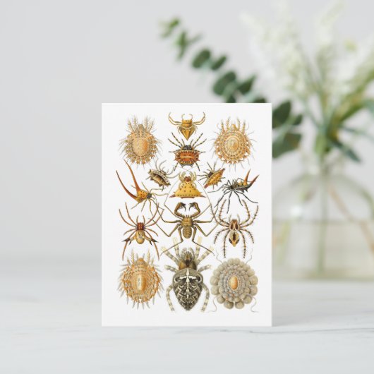 Spinnen Postkarte (Stehend Vorderseite)