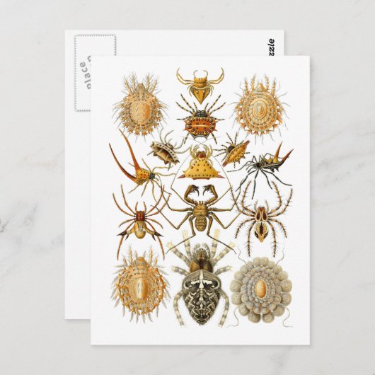 Spinnen Postkarte (Vorne/Hinten)