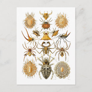 Spinnen Postkarte