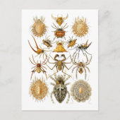 Spinnen Postkarte (Vorderseite)