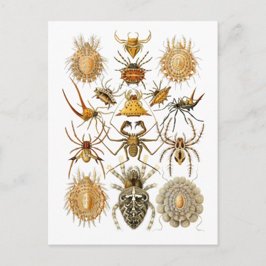 Spinnen Postkarte (Vorderseite)
