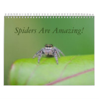Spinnen sind fantastisch! Kalender