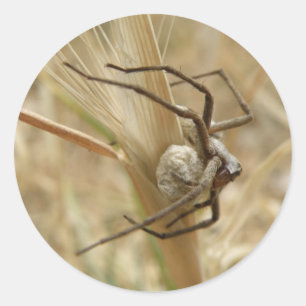 Spinnen und Eierkleber Runder Aufkleber