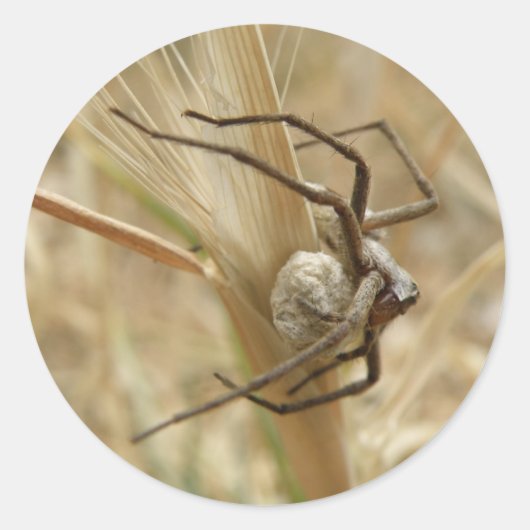 Spinnen und Eierkleber Runder Aufkleber (Vorderseite)