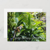 Spinnenaffe (Ateles) Postkarte (Vorne/Hinten)