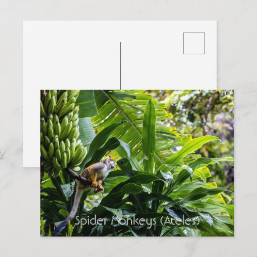 Spinnenaffe (Ateles) Postkarte (Vorne/Hinten)