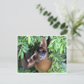 Spinnenaffe Postkarte (Stehend Vorderseite)