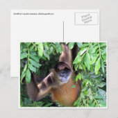 Spinnenaffe Postkarte (Vorne/Hinten)
