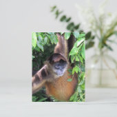 Spinnenaffen Postkarte (Stehend Vorderseite)