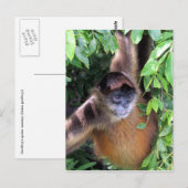 Spinnenaffen Postkarte (Vorne/Hinten)