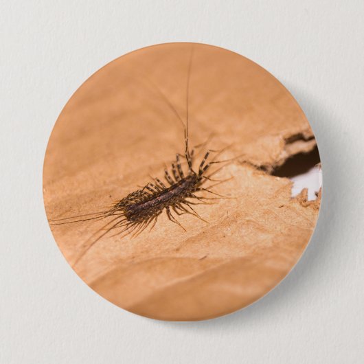 Spinnenassel Button (Vorderseite)
