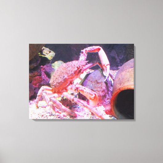 Spinnenkrebse Leinwanddruck (Vorderseite)