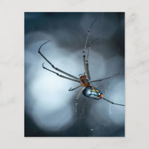 Spinnenliebhaber Schönheitsspinne mit Weben Flyer