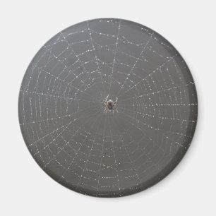 Spinnenmagnet Magnet