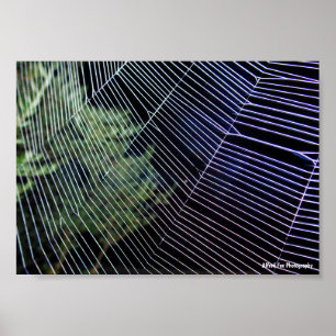 Spinnennetz bei Nacht Poster