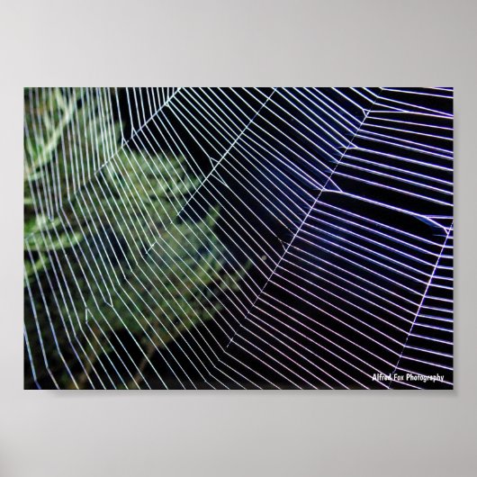 Spinnennetz bei Nacht Poster (Vorne)