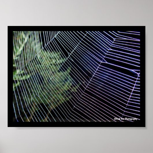 Spinnennetz bei Nacht Poster (Vorne)
