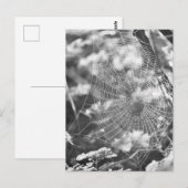 Spinnennetz in Langgras Postkarte (Vorne/Hinten)
